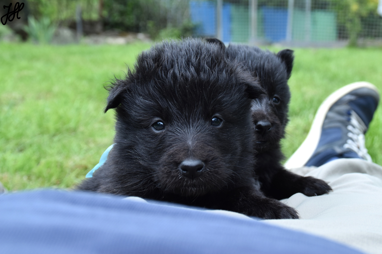 Read more about the article Welpenbesuch mit 4 Wochen – Puppy Spam!